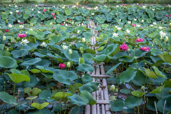 Poésie des lotus en banlieue de Hanoi ảnh 7 Poésie des lotus en banlieue de Hanoi ảnh 7
