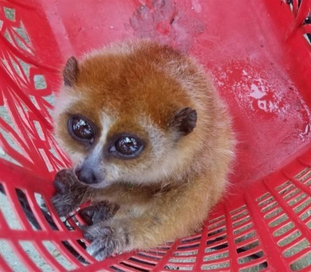 Quang Nam: élargir l'habitat et diversifier les sources de nourriture pour les animaux rares ảnh 2 Quang Nam: élargir l'habitat et diversifier les sources de nourriture pour les animaux rares ảnh 2
