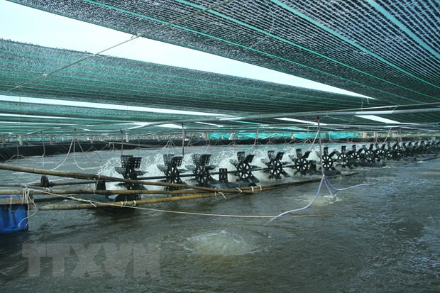 Exportations de crevettes: profiter des opportunités pour prendre l'essor en 2021 ảnh 1 Exportations de crevettes: profiter des opportunités pour prendre l'essor en 2021 ảnh 1