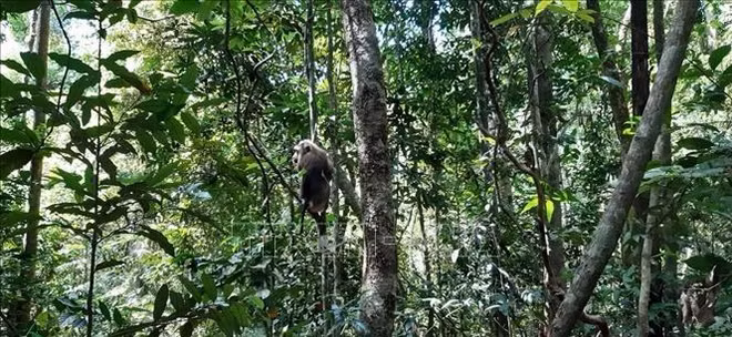 Trois animaux sauvages relâchés dans le Parc national de Bu Gia Map ảnh 1