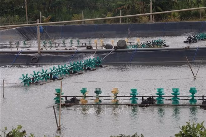 Construire une zone d'aquaculture pour l'exportation en aval de la rivière Tien ảnh 1