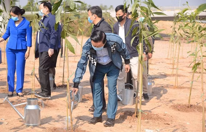 Tree Map, base de données sur les arbres développée en réponse au programme d'un milliard d'arbres ảnh 1