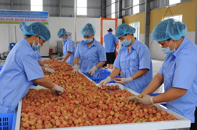 Mettre les litchis de Bac Giang sur les plateformes d’e-commerce ảnh 1