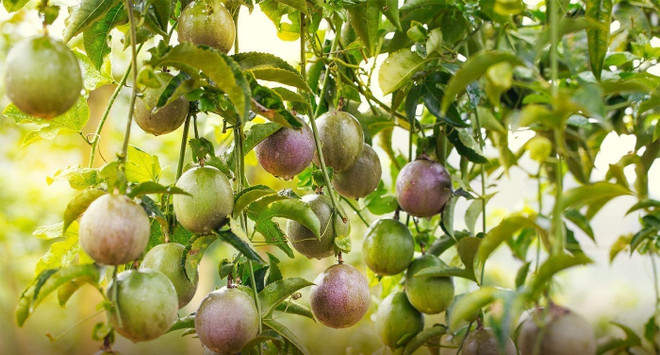 Vietnam et Australie promeuvent la coopération économique et commerciale ảnh 2 Vietnam et Australie promeuvent la coopération économique et commerciale ảnh 2