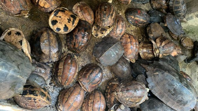 Dix ans d'emprisonnement pour élevage illégal de tortues rares et menacées ảnh 1