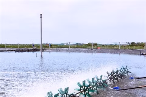 Thai Binh : Thai Thuy développe son économie maritime ảnh 1