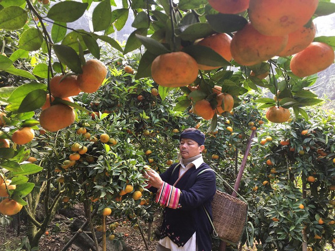 Tang Van Binh, un agriculteur généreux ảnh 1