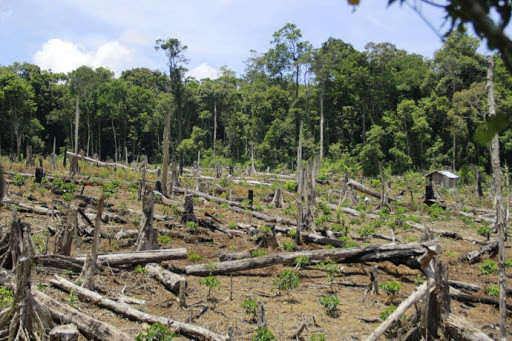 Plantation de 108.258 hectares de forêts au premier semestre ảnh 1