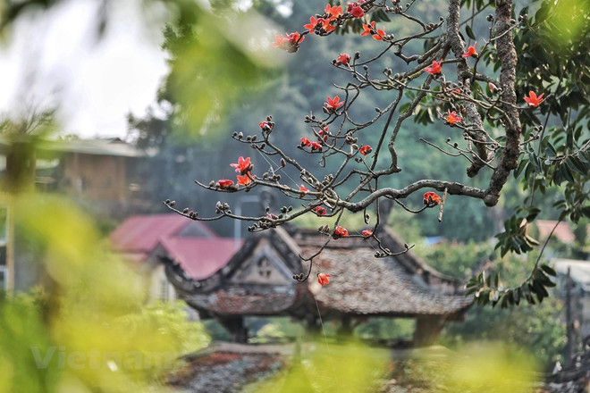 Des fleurs de kapokier fleurissent dans la pagode Thay (pagode du Maître) ảnh 3 Des fleurs de kapokier fleurissent dans la pagode Thay (pagode du Maître) ảnh 3