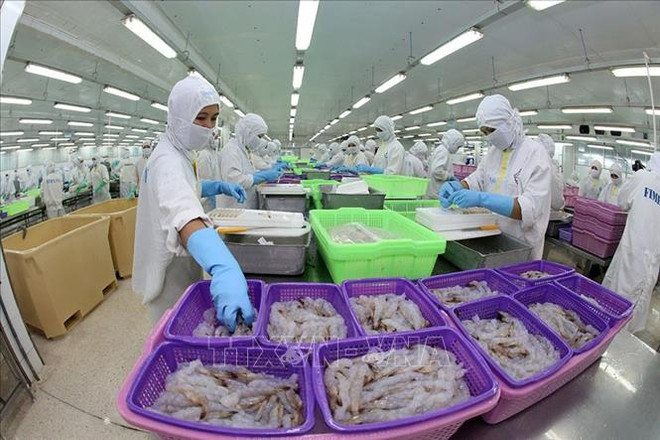 Le Vietnam devrait être le principal producteur mondial de crevettes ảnh 1 Le Vietnam devrait être le principal producteur mondial de crevettes ảnh 1