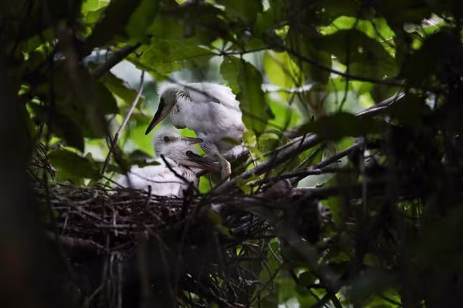 Ninh Binh renforce la conservation de la nature et la préservation de la biodiversité ảnh 3