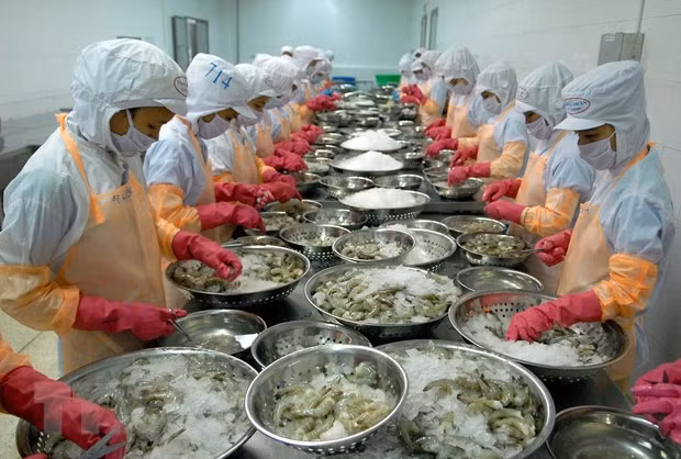 Exportations de crevettes: profiter des opportunités pour prendre l'essor en 2021 ảnh 2