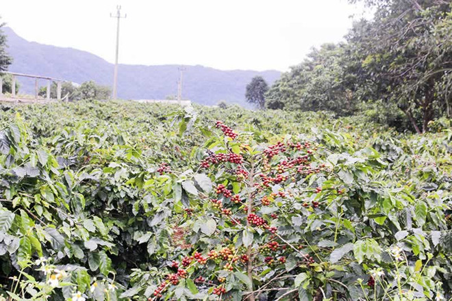 Le café d’Arabica Khe Sanh remporte le premier prix du concours de café de spécialité du Vietnam ảnh 1 Le café d’Arabica Khe Sanh remporte le premier prix du concours de café de spécialité du Vietnam ảnh 1