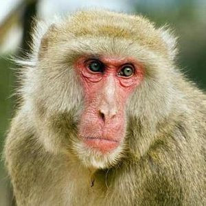 Trois animaux rares et précieux relâchés dans la nature ảnh 1