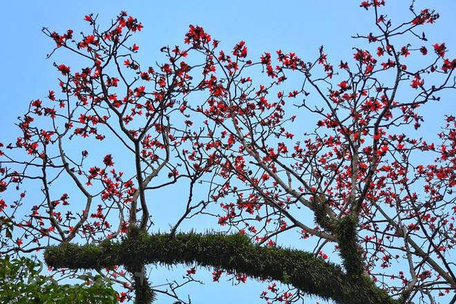 Des fleurs de kapokier fleurissent dans la pagode Thay (pagode du Maître) ảnh 4 Des fleurs de kapokier fleurissent dans la pagode Thay (pagode du Maître) ảnh 4