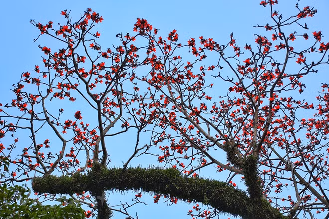 Des fleurs de kapokier fleurissent dans la pagode Thay (pagode du Maître) ảnh 4