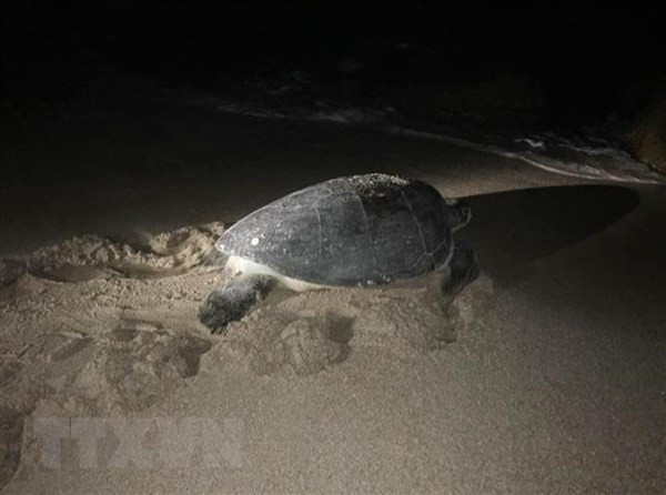Ha Tinh: une tortue en voie de disparition relâchée dans la mer ảnh 1
