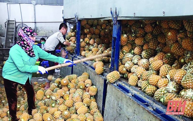 Thanh Hoa incite les entreprises à investir dans la transformation des fruits et légumes ảnh 1 Thanh Hoa incite les entreprises à investir dans la transformation des fruits et légumes ảnh 1