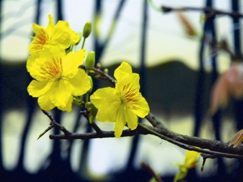 La fleur d’abricotier, symbole du Têt au Sud du Vietnam ảnh 2 La fleur d’abricotier, symbole du Têt au Sud du Vietnam ảnh 2