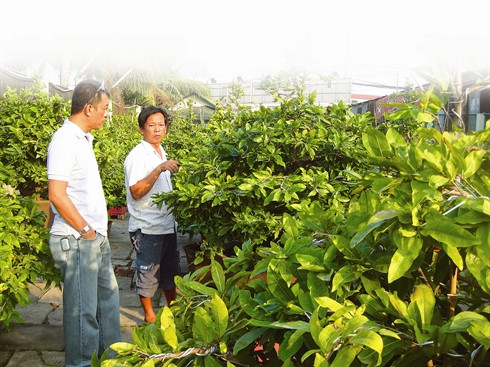 La fleur d’abricotier, symbole du Têt au Sud du Vietnam ảnh 1 La fleur d’abricotier, symbole du Têt au Sud du Vietnam ảnh 1