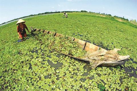 Le delta du Mékong à la saison des crues ảnh 2 Le delta du Mékong à la saison des crues ảnh 2