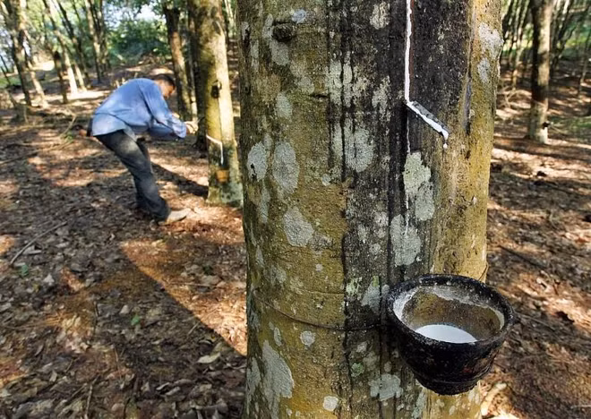 Près de 70% du volume de caoutchouc du Vietnam exporté en Chine depuis janvier ảnh 1