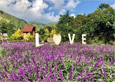 Lào Cai : la beauté des rizières d’Y Ty à la saison du riz mûr ảnh 2