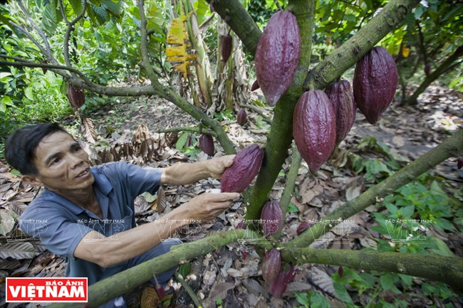 Culture intercalaire du cacaoyer, un modèle économique à Dông Nai ảnh 1 Culture intercalaire du cacaoyer, un modèle économique à Dông Nai ảnh 1