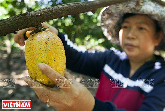 Culture intercalaire du cacaoyer, un modèle économique à Dông Nai ảnh 2 Culture intercalaire du cacaoyer, un modèle économique à Dông Nai ảnh 2