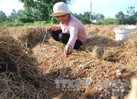 Dans la province de Dông Thap, où champignon rime avec million ảnh 1 Dans la province de Dông Thap, où champignon rime avec million ảnh 1