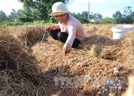 Dans la province de Dông Thap, où champignon rime avec million ảnh 1 Dans la province de Dông Thap, où champignon rime avec million ảnh 1