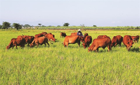 Pour un soutien accru des ONG au Vietnam ảnh 2