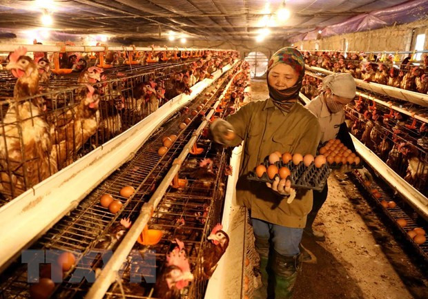 Le chef du gouvernement demande de renforcer les mesures de lutte contre la grippe A/H5N1 ảnh 1 Le chef du gouvernement demande de renforcer les mesures de lutte contre la grippe A/H5N1 ảnh 1