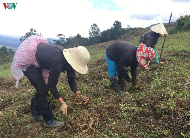 Les plantes médicinales, une aubaine pour les Sedang de Kon Tum ảnh 2