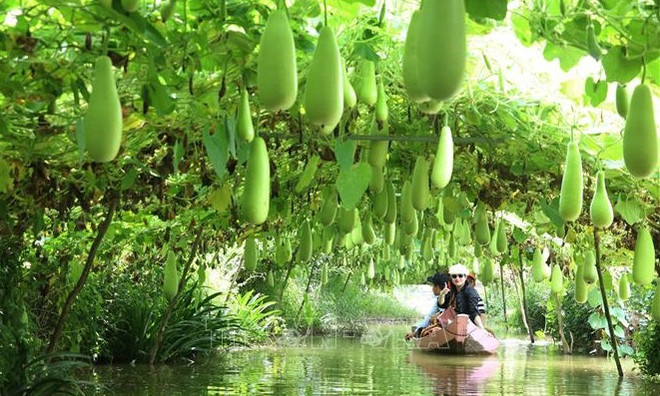 Dong Thap se concentre sur le développement de l'écotourisme et du tourisme agricole ảnh 2 Dong Thap se concentre sur le développement de l'écotourisme et du tourisme agricole ảnh 2
