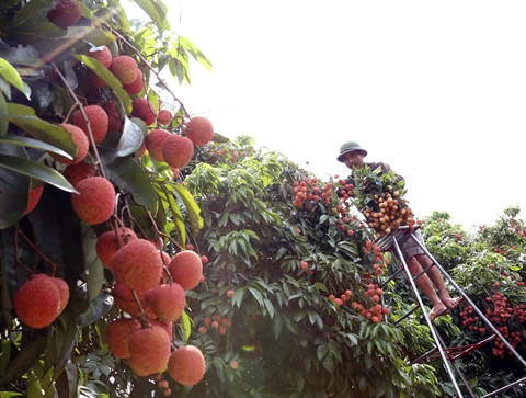 Les exportations de fruits vietnamiens à l’étranger ont le vent en poupe ảnh 2 Les exportations de fruits vietnamiens à l’étranger ont le vent en poupe ảnh 2
