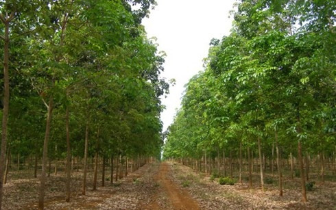 Le Laos attire le plus d’investissement du Vietnam ảnh 1 Le Laos attire le plus d’investissement du Vietnam ảnh 1