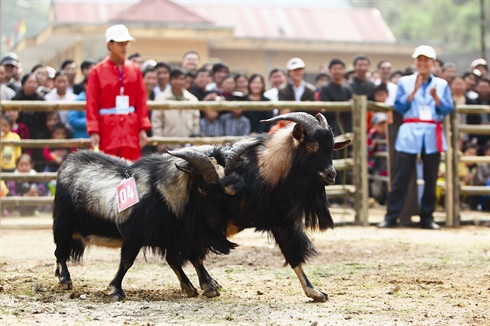 La fête des combats de boucs à Hoàng Su Phi ảnh 5 La fête des combats de boucs à Hoàng Su Phi ảnh 5