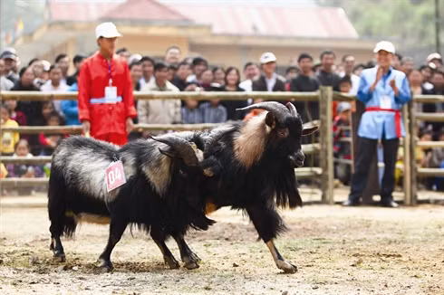 La fête des combats de boucs à Hoàng Su Phi ảnh 5