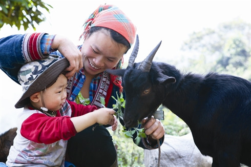 La fête des combats de boucs à Hoàng Su Phi ảnh 1 La fête des combats de boucs à Hoàng Su Phi ảnh 1
