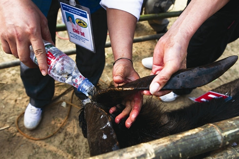 La fête des combats de boucs à Hoàng Su Phi ảnh 4 La fête des combats de boucs à Hoàng Su Phi ảnh 4
