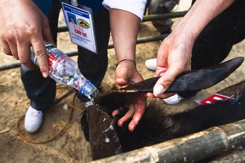 La fête des combats de boucs à Hoàng Su Phi ảnh 4