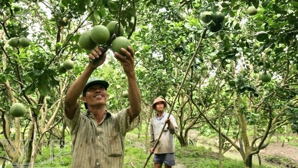 Le pamplemousse à peau verte de Sông Xoài obtient le certificat VietGAP ảnh 1