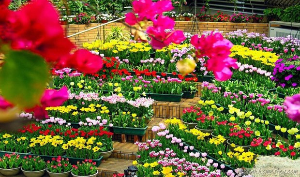 Quang Binh accueillera le Festival international des fleurs en 2023 ảnh 1 Quang Binh accueillera le Festival international des fleurs en 2023 ảnh 1