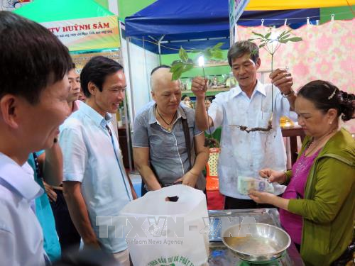 Quang Nam : premier marché du ginseng de Ngoc Linh ảnh 1 Quang Nam : premier marché du ginseng de Ngoc Linh ảnh 1