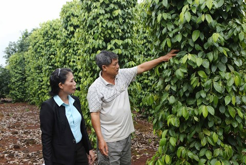 Nécessité de réorganiser la culture du poivrier ảnh 1 Nécessité de réorganiser la culture du poivrier ảnh 1