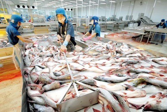 Pangasius : chercher des solutions aux difficultés sur le marché américain ảnh 1 Pangasius : chercher des solutions aux difficultés sur le marché américain ảnh 1