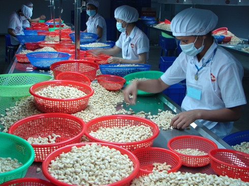 Les exportations de noix de cajou en baisse ảnh 1