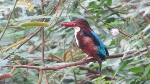 Un projet pour protéger les oiseaux aquatiques rares au parc national Ben En ảnh 1 Un projet pour protéger les oiseaux aquatiques rares au parc national Ben En ảnh 1