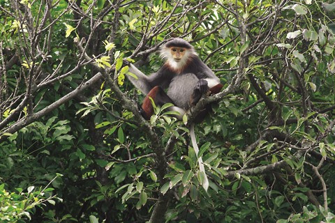 L'enjeu des ressources génétiques ảnh 1